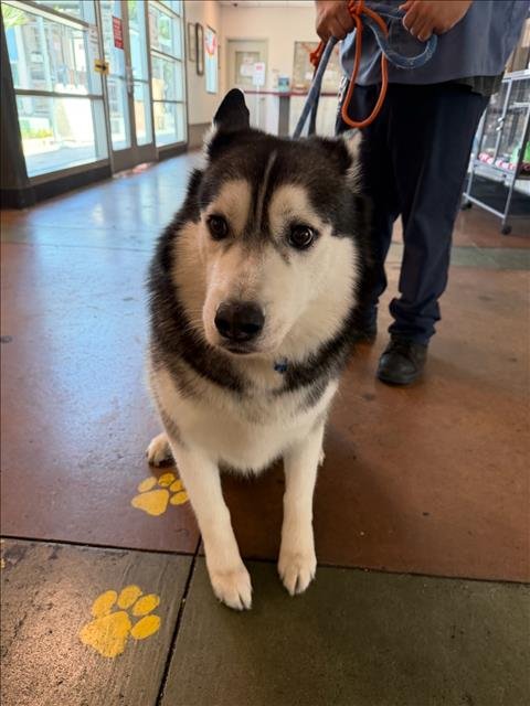 ROCKY - Husky available for adoption