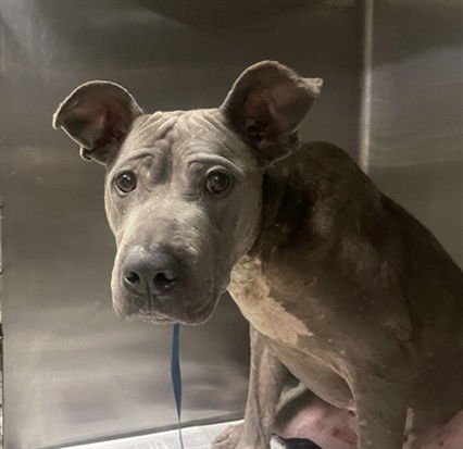 TAMPA - Mexican Hairless / Pit Bull Terrier available for adoption