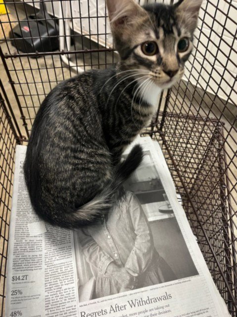 MAGICK - Domestic Medium Hair available for adoption