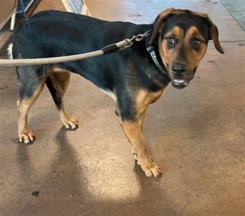 DAISY - Rottweiler available for adoption