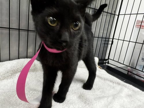 JASON VOORHEES - Domestic Short Hair available for adoption