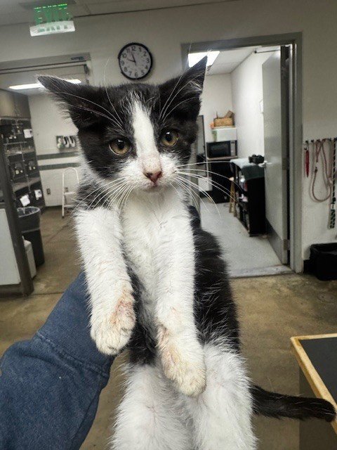 MAYA - Domestic Short Hair available for adoption