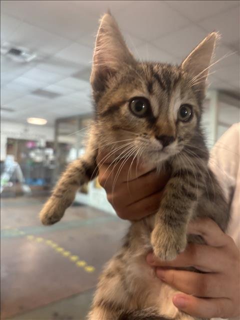 CAT # 2 - Domestic Short Hair available for adoption