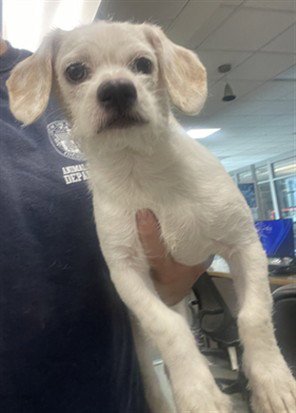 PALOMO - Border Terrier available for adoption