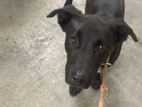 PROFESSOR X - Labrador Retriever available for adoption