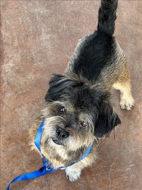 HARRY - Havanese available for adoption
