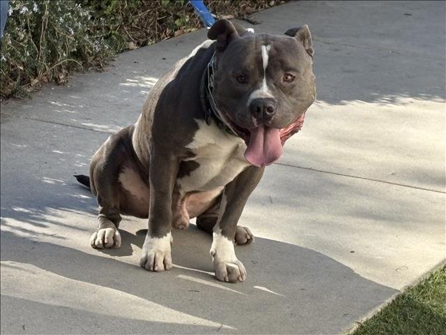 APOLLO - Staffordshire Bull Terrier available for adoption