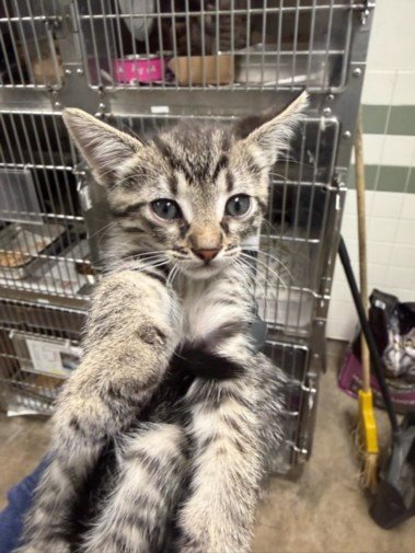 ARBOR - Domestic Short Hair available for adoption