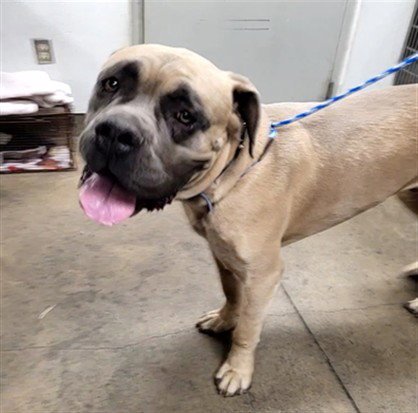 ACE - Cane Corso Mastiff / Mastiff available for adoption