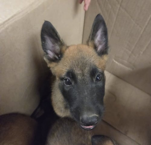 ARBOR - German Shepherd Dog available for adoption