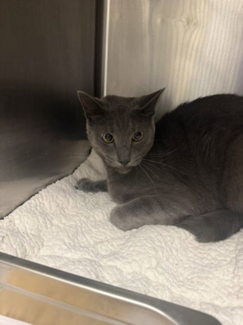 CHAPO - Domestic Short Hair available for adoption