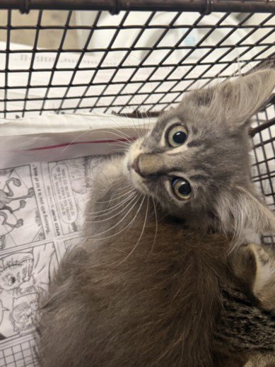 CICI - Domestic Medium Hair available for adoption