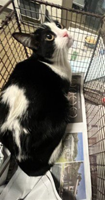 KHLOE - Domestic Short Hair available for adoption