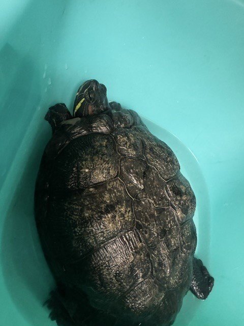TOMATO - Turtle available for adoption