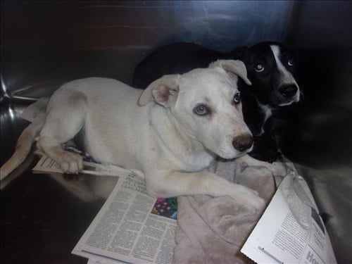DONALD - Labrador Retriever available for adoption