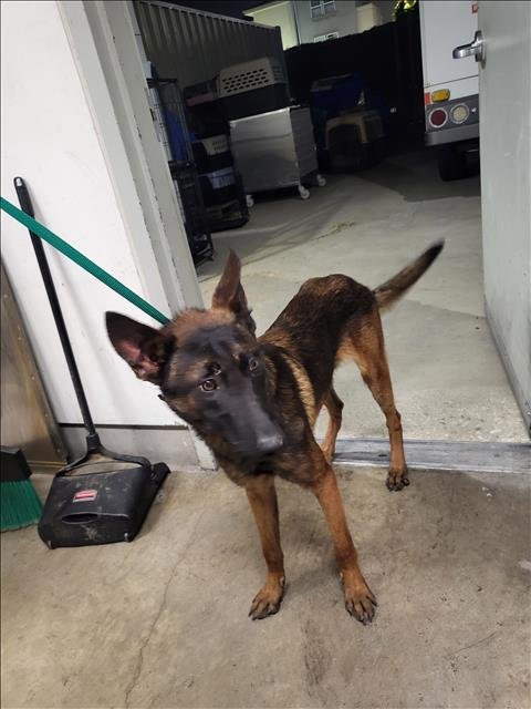 DOPEY - Belgian Shepherd Malinois available for adoption