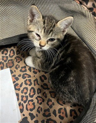 EMILY - Domestic Short Hair available for adoption