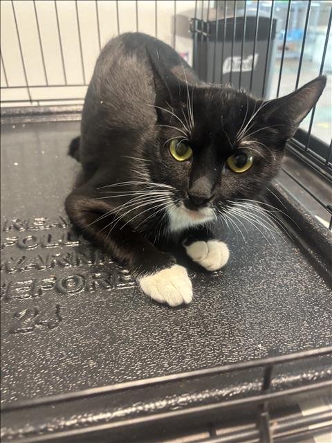 OREO - Domestic Short Hair available for adoption
