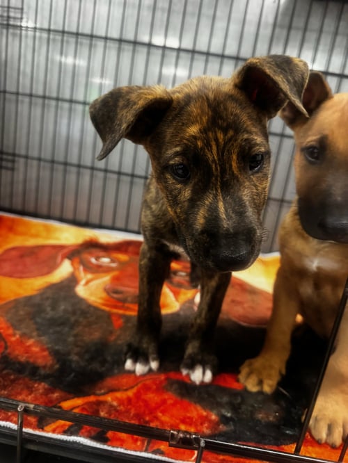 BILLIE - Bull Terrier available for adoption