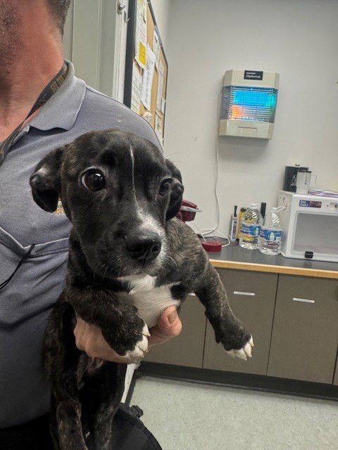 WREN - Dachshund available for adoption