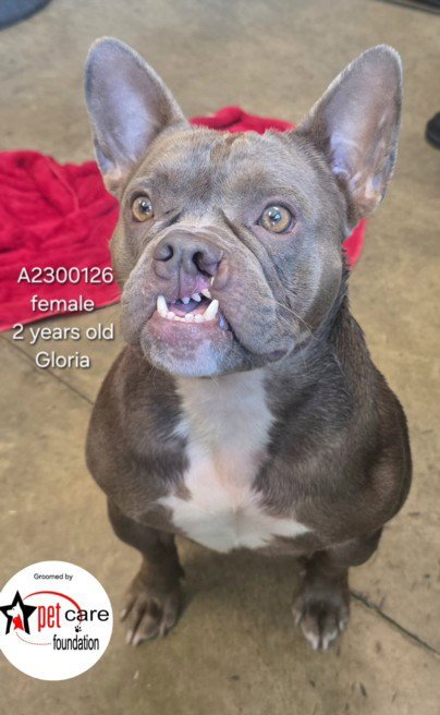 GLORIA - French Bulldog available for adoption