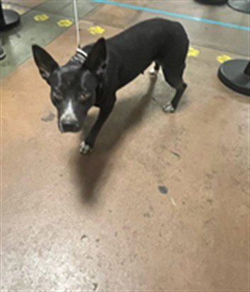 MELODY - Australian Cattle Dog/Blue Heeler available for adoption