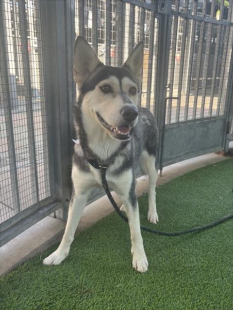 ALDI - Husky available for adoption