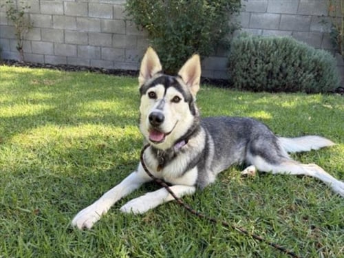 ALDI - Husky available for adoption