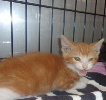 DOLLY - Domestic Medium Hair available for adoption