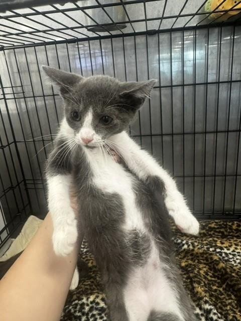 ARIEL - Domestic Short Hair available for adoption
