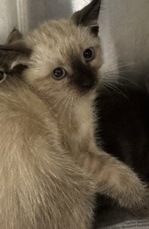 ELI - Siamese available for adoption