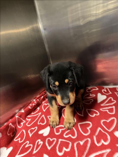 RIDDER - Rottweiler available for adoption