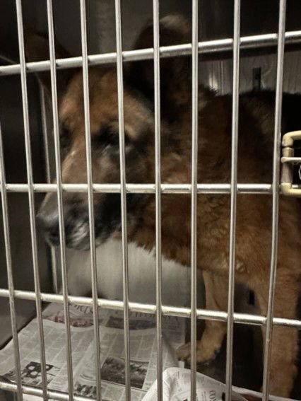 GRAF - German Shepherd Dog available for adoption