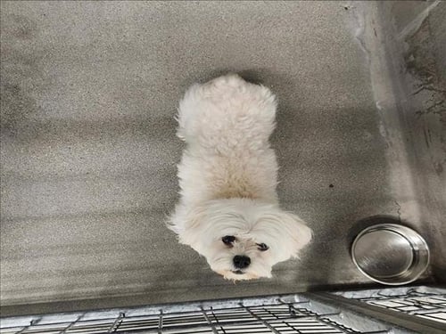 TATI - Maltese available for adoption