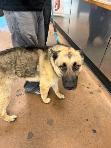 DELGOTTO - German Shepherd Dog available for adoption