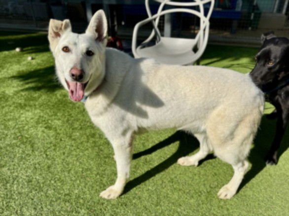 SAVINA - German Shepherd Dog available for adoption