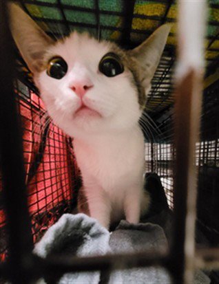 FOUR - Domestic Short Hair available for adoption