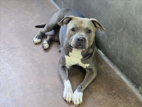 YUCA - Pit Bull Terrier available for adoption