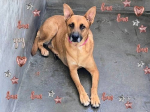 NALA - German Shepherd Dog available for adoption