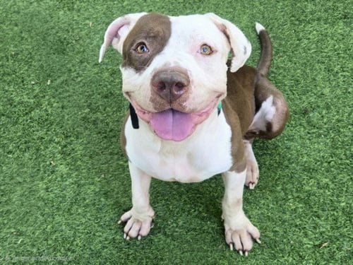 TREY - Staffordshire Bull Terrier available for adoption