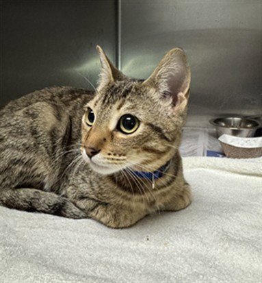 MARBLES - Domestic Short Hair available for adoption