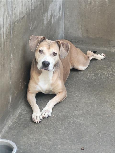 LITTLE BIT - Staffordshire Bull Terrier available for adoption