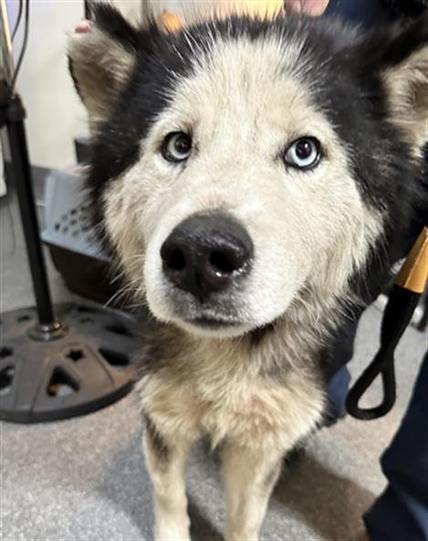AURORA - Husky available for adoption