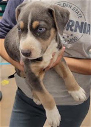 GLADIATOR - Pit Bull Terrier available for adoption