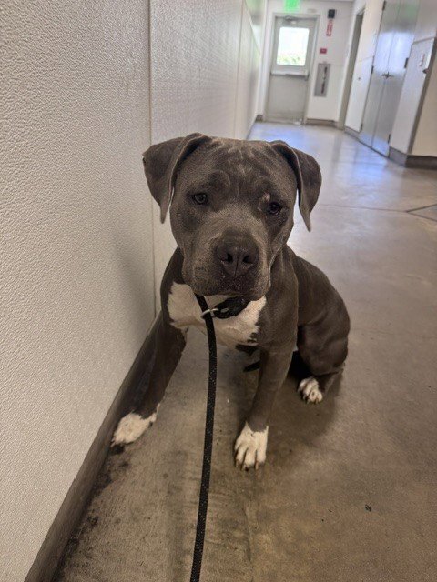 MAMI - Pit Bull Terrier available for adoption