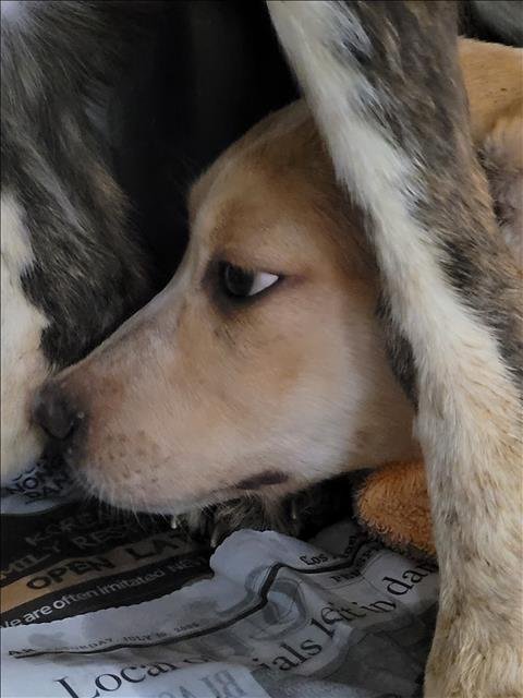 THUMPER - Husky available for adoption