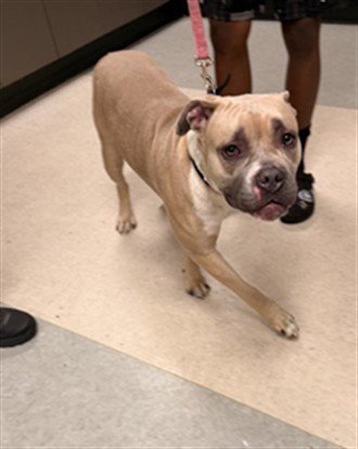ATHENA - American Staffordshire Terrier available for adoption
