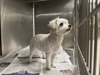 ROLO - Photo 1