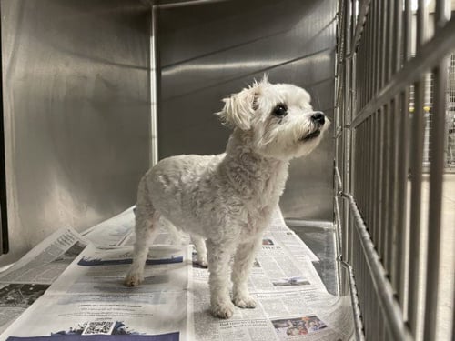 ROLO - Maltese available for adoption