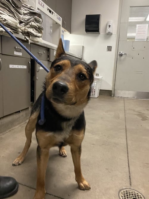 BUDDY - German Shepherd Dog available for adoption